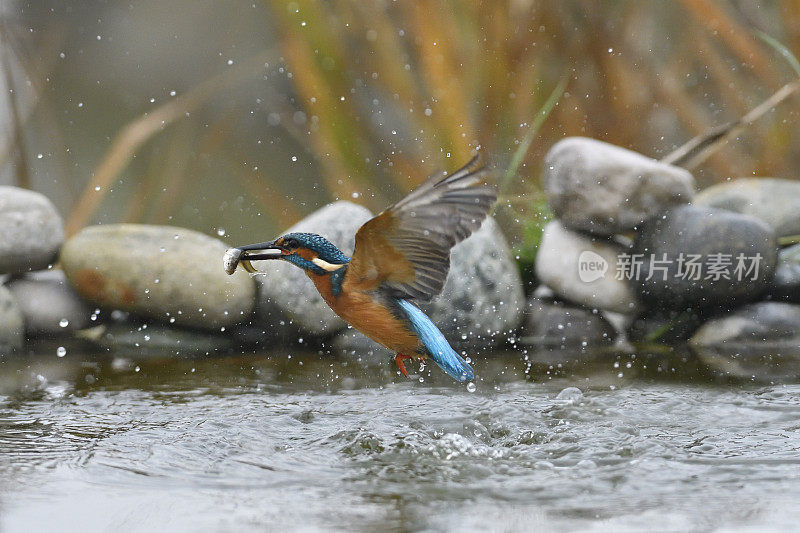 翠鸟捕鱼(Alcedo atthis)